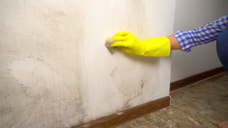 Trusted Carter Lake, IA Mold Removal Experts
