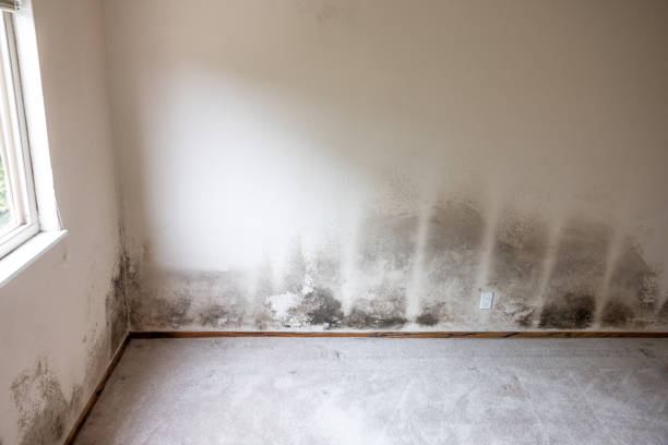 Mold Odor Removal Services in Carter Lake, IA